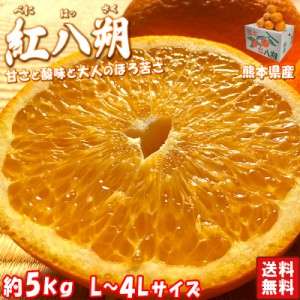 紅八朔 はっさく 約5kg L〜4Ｌサイズ 熊本県産 贈答規格 秀品 ほろ苦さが癖になる柑橘