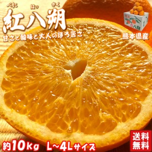 紅八朔 はっさく 約10kg L〜4Ｌサイズ 熊本県産 贈答規格 秀品 ほろ苦さが癖になる柑橘