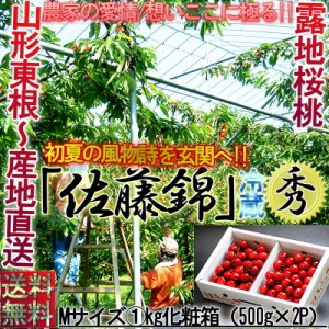 産地直送 佐藤錦 さくらんぼ 約1kg Mサイズ 山形県産 贈答規格 露地栽培 秀品 化粧箱入り 本場で育てた鮮度抜群のギフトフルーツ