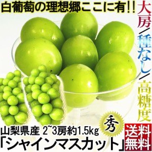 シャインマスカット ぶどう 山梨・長野・岡山県産 2〜3房 約1.5kg 種なし 大房 秀品 化粧箱入り 贈答品 TVでも話題の大粒ブドウ