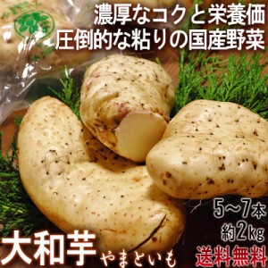 大和芋 やまといも 千葉県産 約2kg 5〜7本 国産野菜 当店一押し商品！ 長芋を超える圧倒的な粘り！ とろろ蕎麦やご飯に最適！