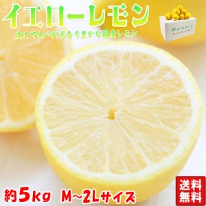 イエローレモン 約5kgM〜2Lサイズ 愛媛県産・熊本県産 皮まで食べれる香り豊かな国産レモン