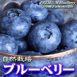 ブルーベリー 自然栽培 大粒 約1kg（約500g×2Pacs） 父の日 ギフト 無農薬 お中元 御中元 贈答 プレゼント 栃木県 ふるさと 産直 おとり