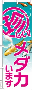 のぼり旗「珍しいメダカ 2」めだか 1枚より 既製品のぼり 納期ご相談ください【メール便可】 600mm幅