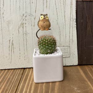 【受注生産品】ふくろう 丸サボテン pr-br 観葉植物 さぼてん カクタス インテリア グリーン ミニチュア かわいい 動物 フィギュア