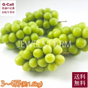 JEWELS FARM シャインマスカット プトロサイズ 3〜4房 約1.6kg 送料無料 ぶどう ブドウ マスカット ジューシー うす皮 希少 限定 お取り