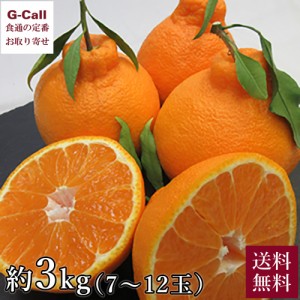 【指定日不可】熊本産 貯蔵 不知火 3kg 7~12玉 送料無料 デコポン 旬 お取り寄せ 果物 しらぬい 熊本県 くだもの フルーツ 柑橘 みかん 