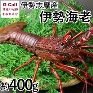 山藤 伊勢志摩産 伊勢海老 約400g 1尾 北海道・四国/九州・沖縄送料別 伊勢えび イセエビ 海老 活〆 格安 正月 年末年始 お取り寄せ 産地