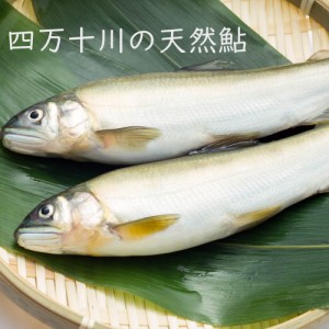 四万十ドラマ 四万十川の天然鮎  冷凍 300g 4〜6匹 北海道・沖縄送料別 高知 川魚 アユ  鮎 四万十川 天然 魚 新鮮 産地直送