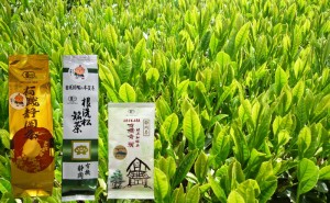 静岡 日本農産 有機静岡茶 秀麗 100g 2袋 計200g 送料無料 自家用 お買い得茶 やまかい 煎茶 JAS認定 有機 お茶 お取り寄せ