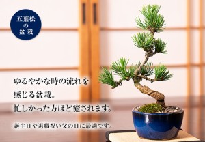 松盆栽 松 ミニ 五葉松 丸小鉢 樹齢 5年【ギフト 人気 ランキング 60代 70代 贈り物 鉢植 和 伝統 祝い】