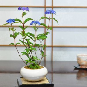 アジサイ　藍姫　白丸和鉢【紫陽花の盆栽　藍姫　白丸和鉢 園芸で人気の花が盆栽で登場 ギフト 盆栽 開店 お祝い 退職 ラッピング 母の日