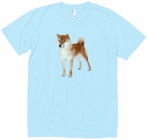 柴犬　動物・生き物　Tシャツ　水色　