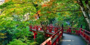 森林 壁紙の通販 Au Pay マーケット