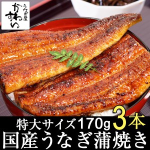 国産 うなぎ蒲焼き 特大170g×3本 国産うなぎ 蒲焼き 送料無料 タレ付き 山椒別売り 国産うなぎ 蒲焼き 鰻 うなぎ ウナギ 御礼 御祝 お見