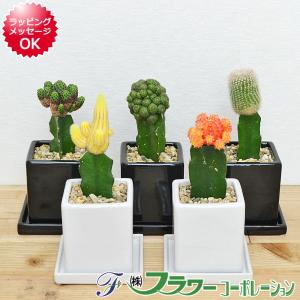 100 Epic Best開店 祝い サボテン すべての美しい花の画像