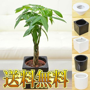 【送料無料】ミニ観葉植物 編み込みパキラ ハイドロカルチャースタイリッシュ陶器鉢付き