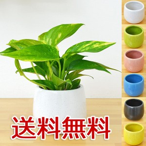 ハイドロ カルチャー 観葉 植物 大型の通販 Au Pay マーケット