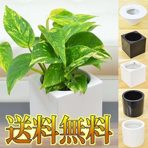 【送料無料】ミニ観葉植物 ポトス ハイドロカルチャースタイリッシュ陶器鉢付き