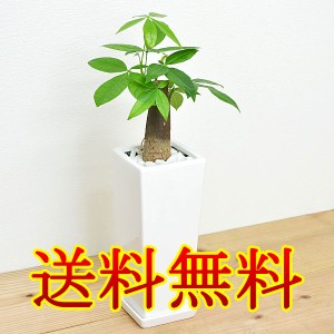 【送料無料】観葉植物 パキラ スクエア陶器鉢植え【インテリア/室内/人気/お祝い/ギフト/プレゼント/開店祝い/新築祝い/誕生日祝い/結婚