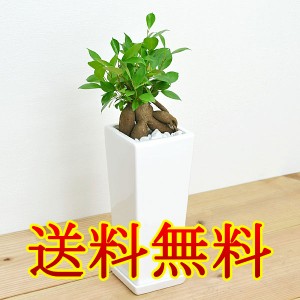 【送料無料】観葉植物 ガジュマル スクエア陶器鉢植え【インテリア/室内/人気/お祝い/ギフト/プレゼント/開店祝い/新築祝い/誕生日祝い/