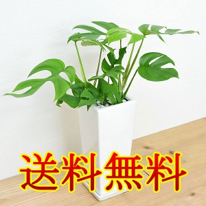 【送料無料】観葉植物 ヒメモンステラ スクエア陶器鉢植え【インテリア/室内/人気/お祝い/ギフト/プレゼント/開店祝い/新築祝い/誕生日祝