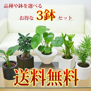 【送料無料】観葉植物 ミニ ハイドロカルチャースタイリッシュ陶器鉢付き 3鉢セット【インテリア/人気/お祝い/ギフト/プレゼント/おしゃ