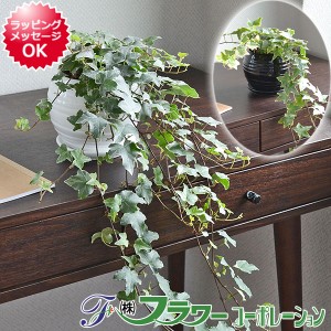 【送料無料】観葉植物 アイビー(ヘデラ)ロング ボール形陶器鉢植え【インテリア/人気/お祝い/ギフト/おしゃれ/】