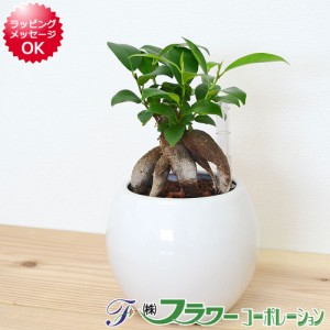 観葉植物 ガジュマル ハイドロカルチャー 水耕栽培 水位計付き 陶器鉢植え ホワイト おしゃれ お祝い 送料無料