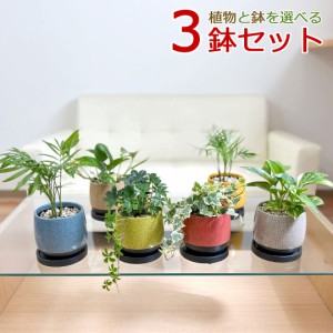 観葉植物 ミニ 陶器鉢植え 3鉢セット シュガーバイン アイビー ポトス ヤシ おしゃれ お祝い ツル 送料無料