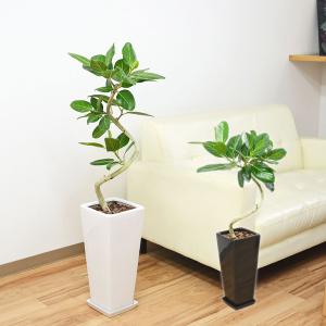 人工観葉植物 ベンガルボダイジュ FST 180 ポット付き 高さ180cm （P47-99114) （代引き不可）