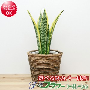 【送料無料】観葉植物 サンスベリア・ローレンティ 6号サイズ 選べる鉢カバー付き【インテリア/人気/お祝い/ギフト/プレゼント/開店祝い/