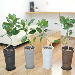 人工観葉植物 ベンガルボダイジュ FST 180 ポット付き 高さ180cm （P47-99114) （代引き不可）