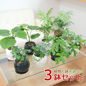 観葉植物 ウンベラータ ヒメモンステラ テーブルヤシ シュガーバイン ボール形陶器鉢植え 3鉢セット 種類 選べる おしゃれ お祝い インテ