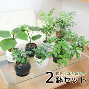 観葉植物 ウンベラータ ヒメモンステラ テーブルヤシ シュガーバイン ボール形陶器鉢植え 2鉢セット 種類 選べる おしゃれ お祝い インテ