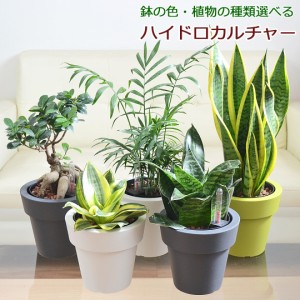 観葉植物 ガジュマル サンスベリア テーブルヤシ ハイドロカルチャー 水耕栽培 5号 種類 選べる 植木鉢 水位計付き おしゃれ お祝い イン