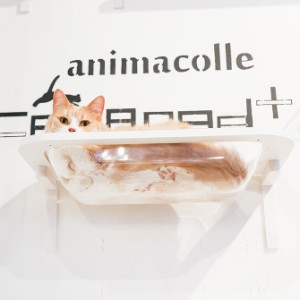 animacolle アニマコレ  Catroad+  キャットバス  キャットステップ 猫 ステップ 壁 上下運動 animacolle アニマコレ ベッド おしゃれ シ