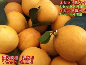 【セット】河内晩柑　訳あり　１セット1.5kg　熊本産　２セット購入で１セットおまけ！３セット購入で3セットおまけ！和製グレープフルー