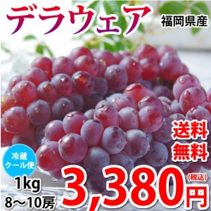 デラウェア ぶどう 送料無料 1kg 8〜10房 福岡県産 葡萄 黒ぶどう 巨峰 藤稔 ピオーネ 