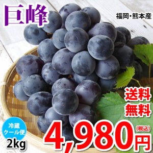 ぶどう 巨峰 送料無料 2kg バラ・房混合 福岡・熊本県産 きょほう 葡萄 黒ぶどう 藤稔 ピオーネ