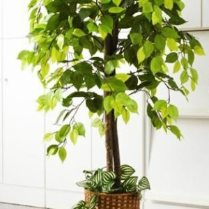 観葉植物 造花 インテリア フェイクグリーン おしゃれ 人工 プレゼント お祝い ギフト ディスプレイ リアル 安い モダン 新築祝い 日陰 の通販はau Pay マーケット アットカグ 商品ロットナンバー 観葉植物 造花 インテリア フェイクグリーン おしゃれ 人工 プレゼント お祝い ギフト ディスプレイ リアル 安い モダン 新築祝い 日陰 の通販はau Pay マーケット アットカグ 商品ロットナンバー