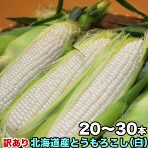 とうもろこし 白粒　訳あり 20〜30前後　［北海道産 とうきび わけあり 訳有］ 【お届け日指定不可無効】 【2024年8月下旬前後頃よりご注