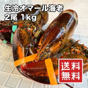 天然 オマール海老 大型 2尾 1kg 【動画あり】【楽天ランキング1位】カナダ産 ホール ロブスター 海老 伊勢海老 エビ えび 生冷 急速UHP