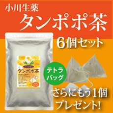 【送料無料】小川生薬 タンポポ茶（テトラバッグ） 2g×36袋 6個セットさらにもう1個プレゼント