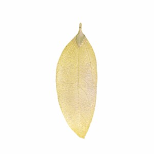 葉 リーフ チャーム LEAF-GP-1 ゴールド 1個 金色 葉脈 アクセサリー パーツ 素材