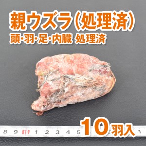 【送料無料】【富城物産・クール便発送】親ウズラ（処理済）10羽入り