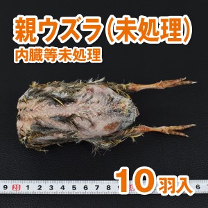 【富城物産・クール便発送】親ウズラ（未処理）10羽入り