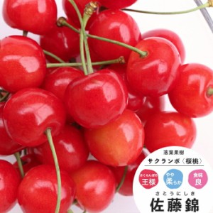 果樹苗 さくらんぼ 苗木 佐藤錦 (さとうにしき) 1年生 接ぎ木 4.5号(13.5cm) ポット苗  果樹苗木 落葉樹 花木 サクランボ