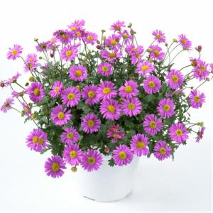 寄せ植えの通販 Au Pay マーケット 17ページ目