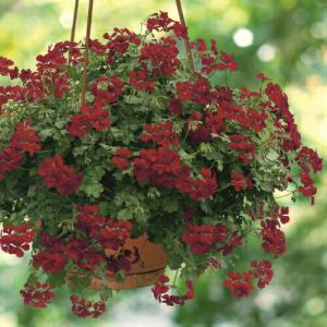 アイビー ゼラニウムの通販 Au Wowma